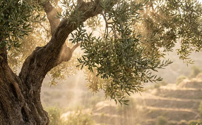 Olives: a climate-positive crop